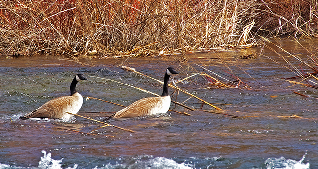 location-grau-du-roi-etang-oiseau