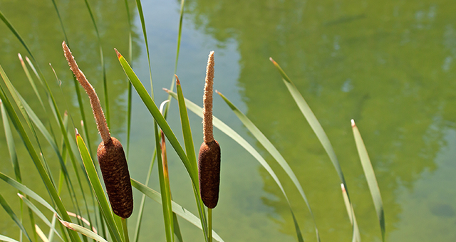 location-grau-du-roi-etang-roseau