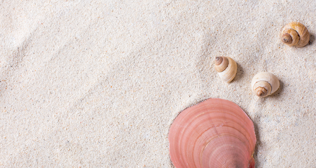 location-vacances-mer-coquillage location-vacances-mer-coquillage